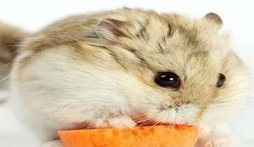 Can hamsters drink water? What should I do if I don't have a drinking fountain?