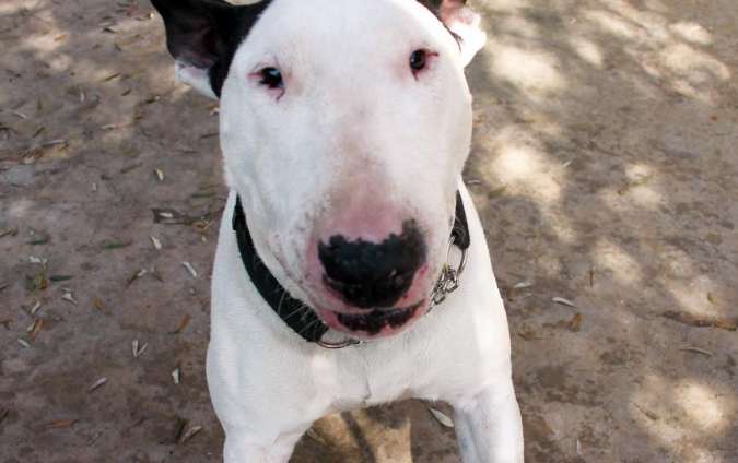 What should you do if your Bull Terrier is losing hair seriously? Try these methods!