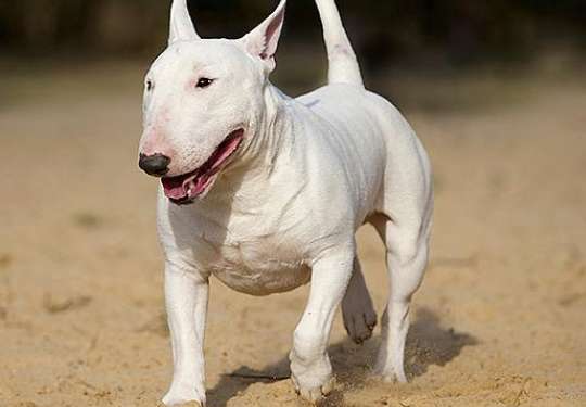 What should I do if my Bull Terrier loses hair seriously? Try these methods!