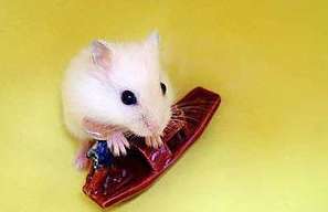 Que dois-je faire si mon hamster est en pseudo-hibernation sans glucose ?