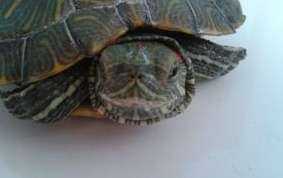 Tips for pets: What should I do if a turtle gets pneumonia?