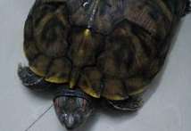 Conseils pour les animaux : Que dois-je faire si une tortue contracte une pneumonie ?