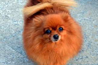 What should I do if my Pomeranian coughs? ?