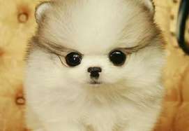 What should I do if my pet Pomeranian is swaying unsteadily? Come and see