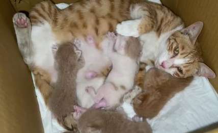 What should I do if a female cat that has just given birth has no milk?