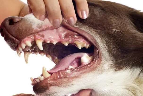 What should I do if my 6-year-old dog has lost its front teeth?