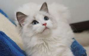 It stinks so much! What should I do if my Ragdoll cat is always stained with poop?