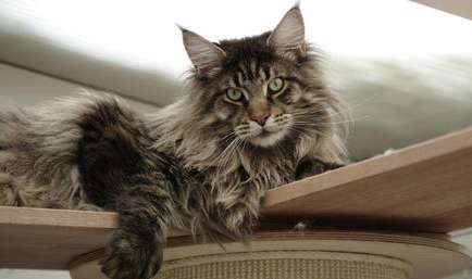 What should I do if my Maine Coon cat has a bad personality and is not allowed to be touched?