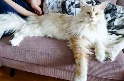 What should I do if my Maine Coon cat has a bad personality and is not allowed to be touched?