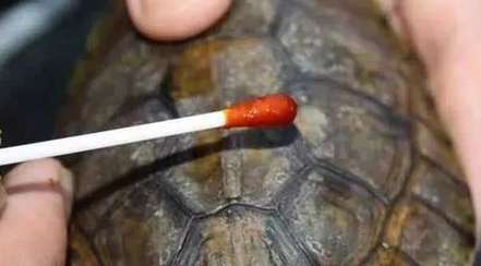 What to do if turtles have rotten nails? How to treat turtles with rotten nails?