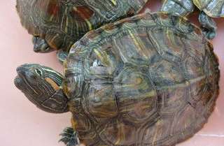 What to do if a turtle has rotten armor? How to treat tortoise nail rot?