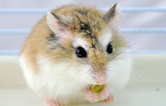 What should I do if my hamster is sick?