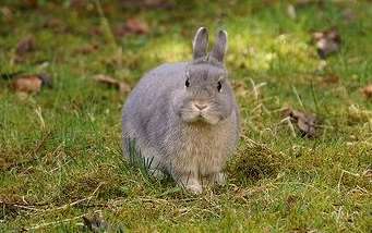 What should I do if my pet rabbit gets ear mites? You need to learn these measures!
