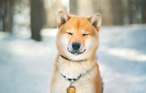 Can you give goat milk to Shiba Inu? Benefits of Shiba Inu and goat milk ?