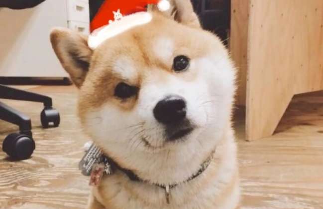 Shiba Inu has a black mouth. What is the reason for the black mouth of the Shiba Inu?