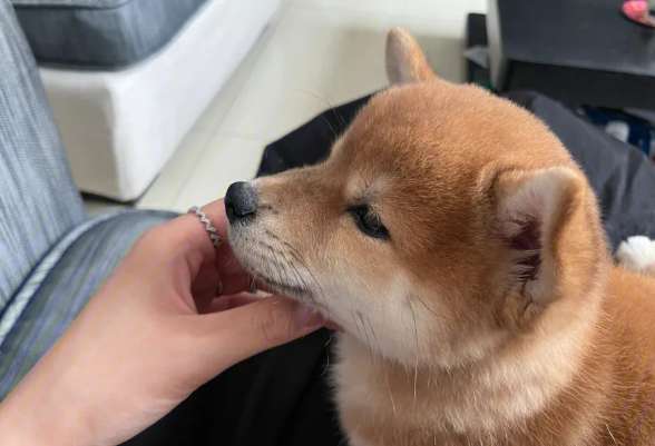 Shiba Inu has a black mouth. What is the reason for the black mouth of the Shiba Inu?