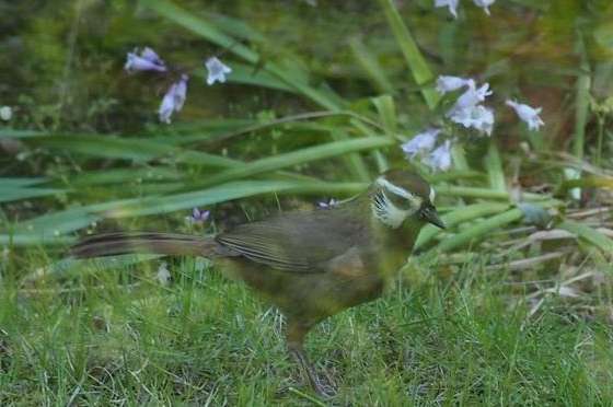 How to domesticate thrush fighting birds?