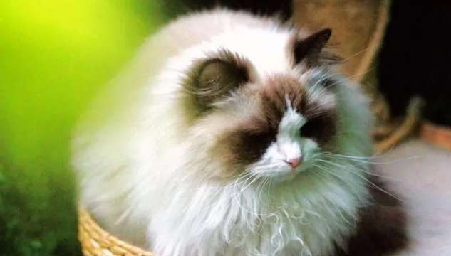 Are all Ragdoll cats' tails fluffy? Don't all Ragdoll cats have fluffy tails? What's the matter with fluffy tails?