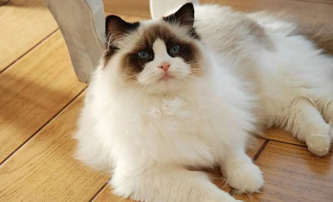 What are the reasons why Ragdoll cats lose hair behind their ears or have poor hair growth?