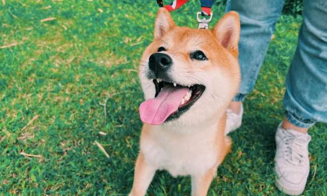 What color are Shiba Inu's paws? How to raise a Shiba Inu?