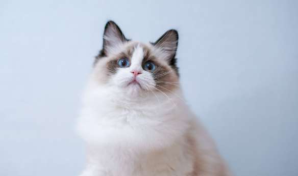 The reason why Ragdoll cats lose hair behind their ears or the hair grows poorly What are there?