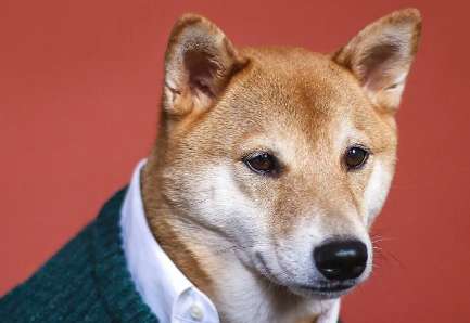 Shiba Inu doesn't like to open its mouth. Does Shiba Inu open its mouth to smile?