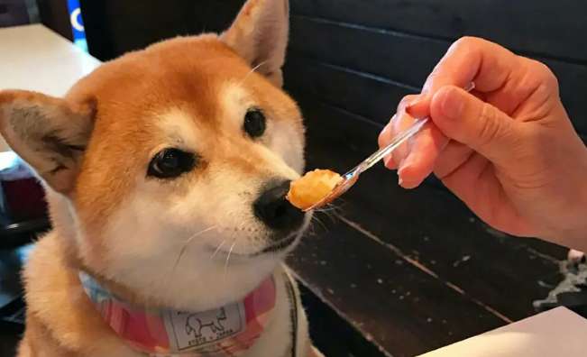 Shiba Inu doesn't like to open its mouth. Does Shiba Inu smile when it opens its mouth?