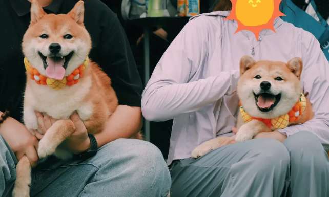 Does the Shiba Inu have gaps in its ears? Is it normal for a Shiba Inu to have gaps in its ears?