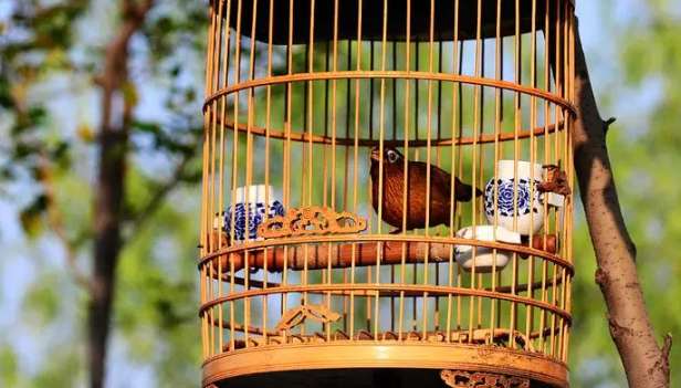 Popular science: What are the ways to cultivate relationships with birds?