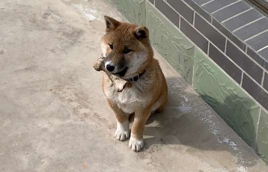 The Shiba Inu has always drooped its tail. Why is the Shiba Inu drooping its tail?