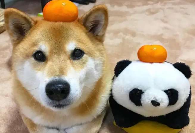 The Shiba Inu has always drooped its tail. Why is the Shiba Inu drooping its tail?