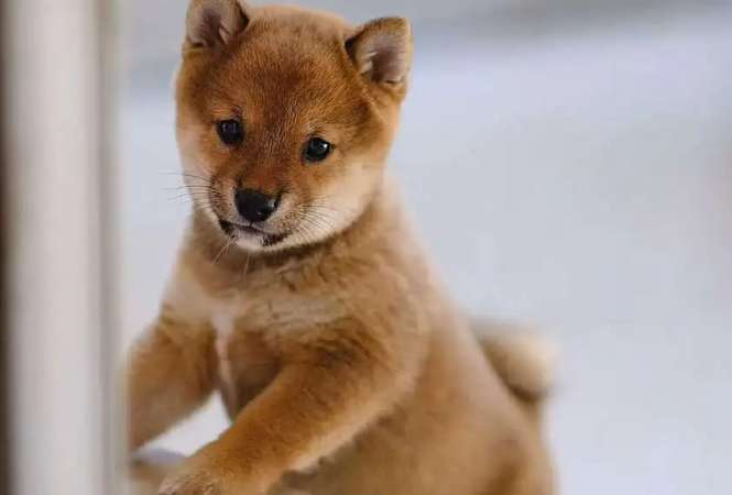 How long does it take for a Shiba Inu's belly coat to turn white? What are the hair colors of a Shiba Inu?