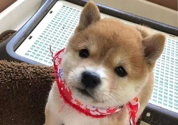 Which one is better for home care and nursing homes, Shiba Inu or Akita Inu? Analysis of various aspects of Shiba Inu and Akita Inu?