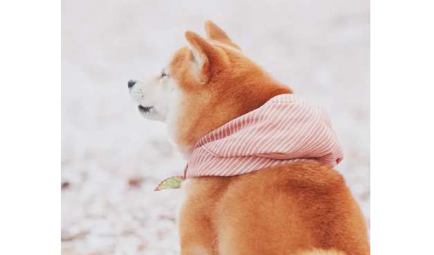 Shiba Inu ears are widely spaced? What are the symptoms of Shiba Inu impure ears? 