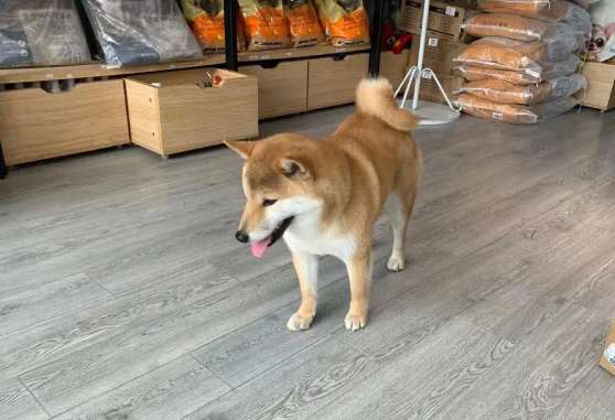 Does the Shiba Inu have widely spaced ears? What are the signs of a Shiba Inu having impure ears?