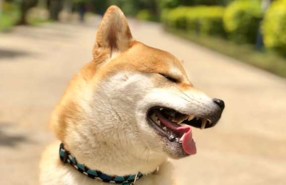 What are the characteristics of the White Horse Shiba Inu? How many blood lines are there in the Shiba Inu?