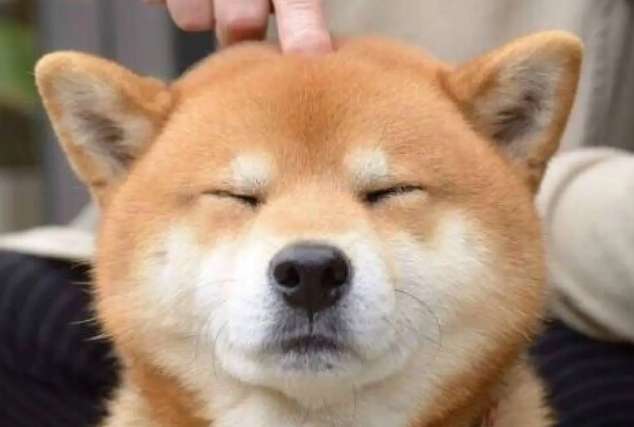 Shiba Inu nose color, what is the reason for Shiba Inu nose discoloration?