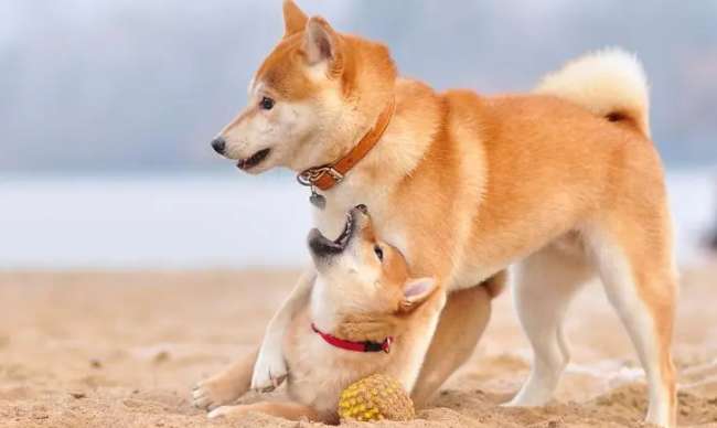 Shiba Inu nose color, what is the reason for Shiba Inu nose discoloration?