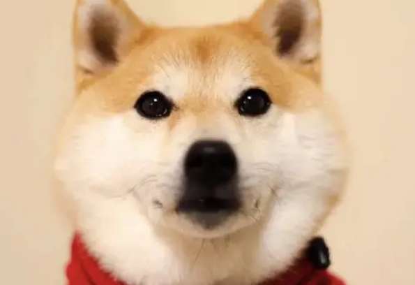 Shiba Inu's tail is not fluffy, why is Shiba Inu's tail not fluffy?