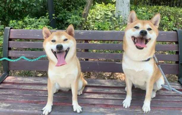 What color are Shiba Inu paws? How to tell if a Shiba Inu is pure?