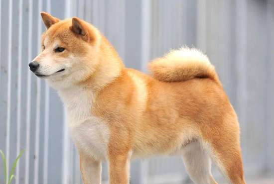 Shiba Inu has a short tail. What kind of tail is best for Shiba Inu?