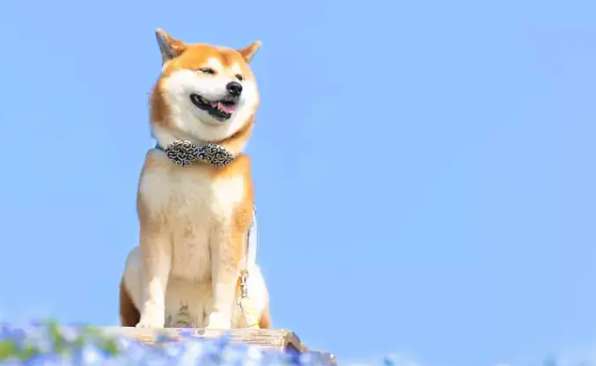 The Shiba Inu has a short tail. What kind of tail is the best for the Shiba Inu?