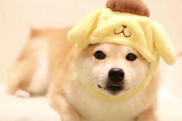 What color are the paws of the Shiba Inu? How to judge whether the Shiba Inu is pure?