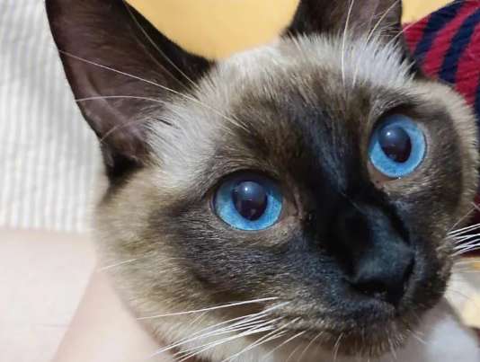 What does it mean for a Siamese cat to return to its ancestors? Siamese cats are atavistic?