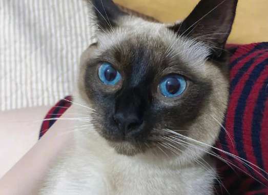 What does the Siamese cat's return to its ancestors mean? What is the performance of its Siamese cat's return to its ancestors?