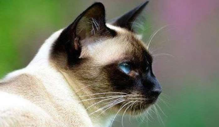 Do all Siamese cats have blue eyes? Why does a Siamese cat's eyes change color?