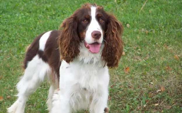 The morphological characteristics, living habits and breeding of Cocker Spaniels?