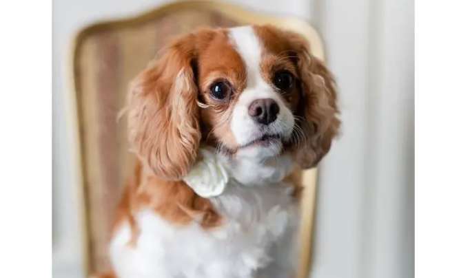 The morphological characteristics, living habits and breeding of Cocker Spaniels?