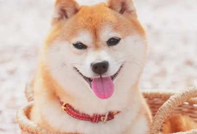 Shiba Inu can eat snacks, how to make Shiba Inu snacks?