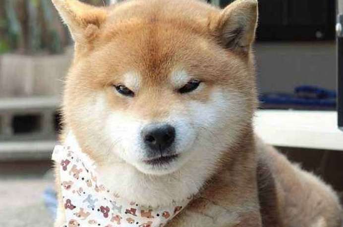 What can Shiba Inu eat? The following foods are ideal for Shiba Inu!